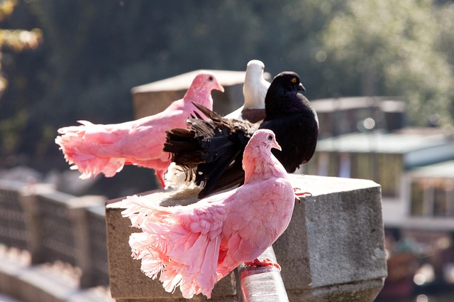 展现了直接 展现了直接